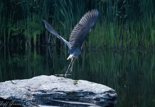 Wildlife